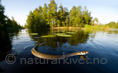 BB 11 0235 / Natrix natrix / Buorm